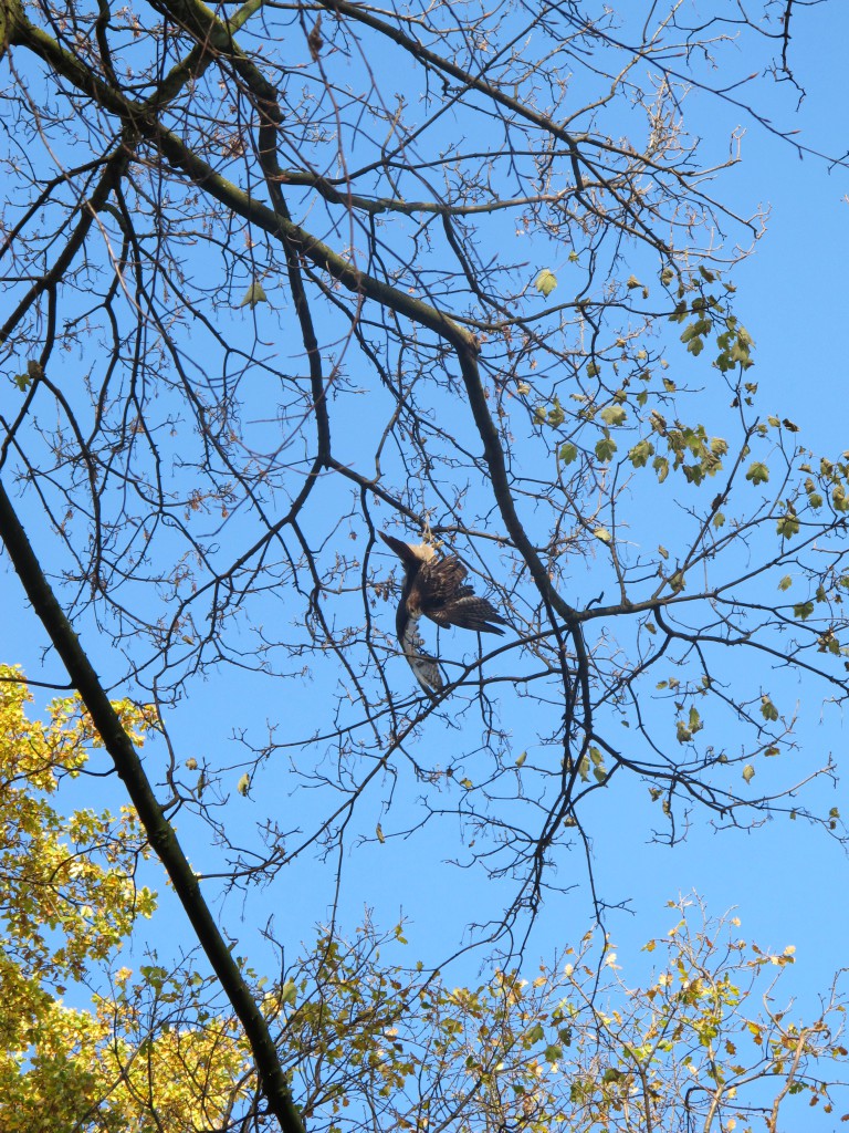 Kopfüber hegte der unerfahrene Vogel im Baum Foto: FEUERWEHR DÜSSELDORF