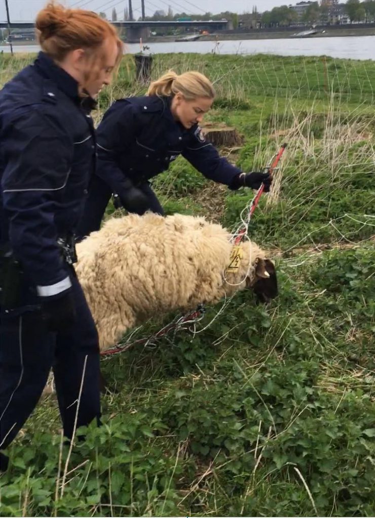 Gefangen! Zwei Polizistinnen befreien das arme Schaf Foto: POLIZEI