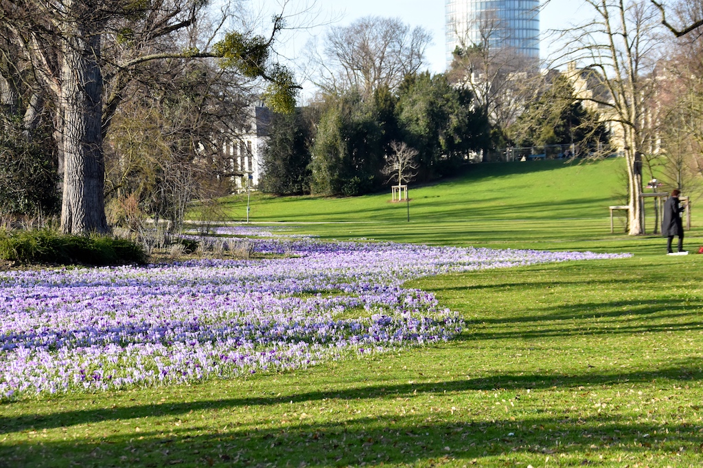 Krokusblüten im Hofgarten