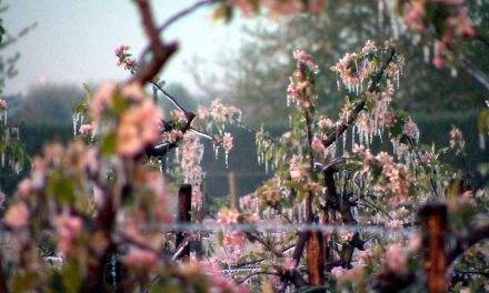 Der Eisdom — Rettung für die Apfelblüten
