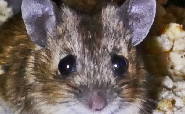 Kalte Rache der Frau Maus…