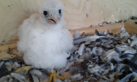 Stadtwerke freuen sich über Falken-Baby