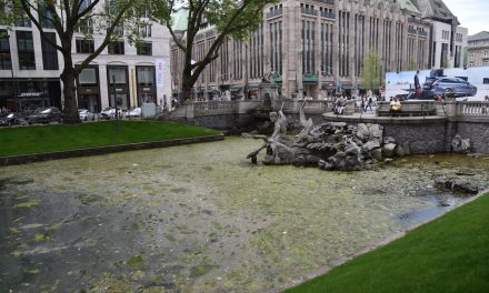 Kö-Graben durch Algen verdreckt