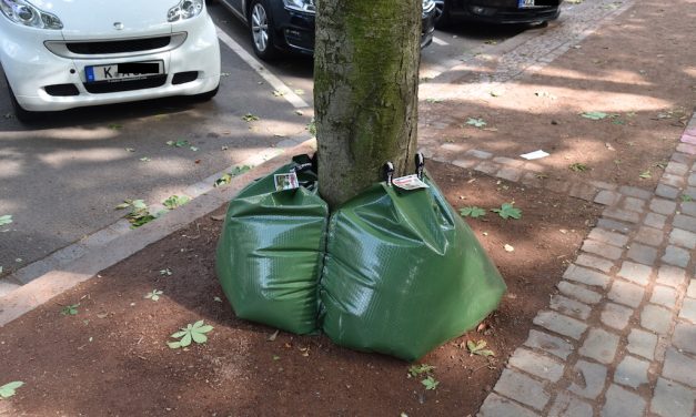 Kastanien bekommen Wassersäcke