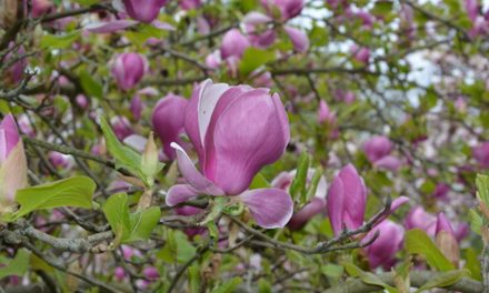 Neue Magnolien für den Corneliusplatz