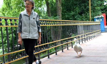 Düsseldorfer Schwanenmutter erhält Sonderpreis