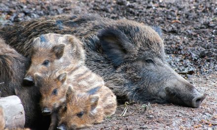 Nachwuchs im Wildpark Grafenberger Wald