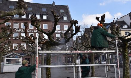 Platanen mit Hochdruck gereinigt