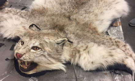 Am Flughafen: Zoll fängt Luchs