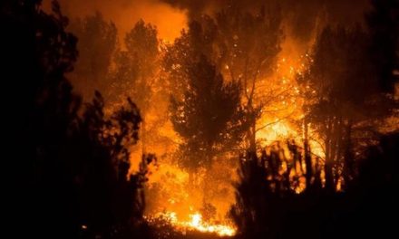 Erhöhte Waldbrandgefahr im Stadtwald