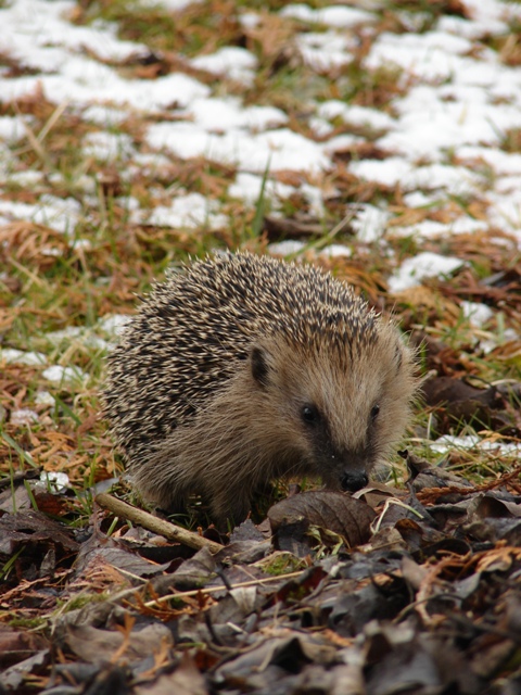 Igel im Winter Foto: Privat