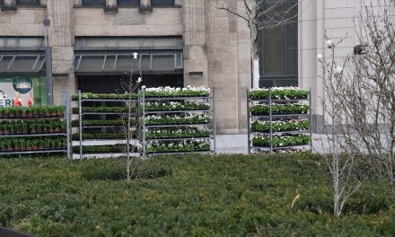 Corneliusplatz bekommt Frühjahrbepflanzung