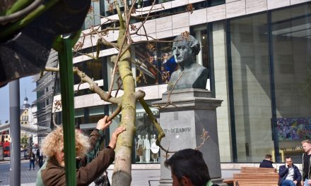 Zwei Blauglockenbäume für den Schadowplatz