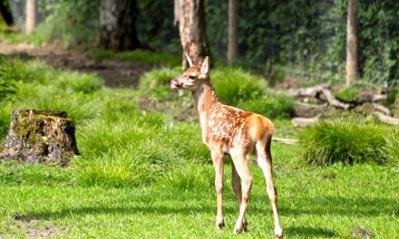 Die “jungen Wilden” sind da