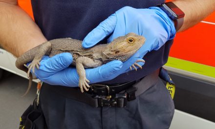 Gartenbesitzer entdeckt Bartagame im Kompost