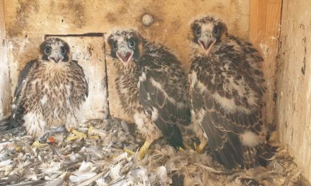 Stadtwerke freuen sich über Falken-Nachwuchs