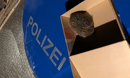 Igeliger Einsatz für die Polizei