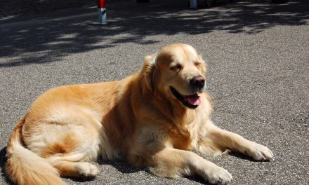 Hitzefalle: Tiere nicht im geparkten Auto lassen