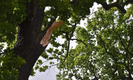 Sturmschäden im Hofgarten