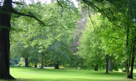 Sommerspaziergang durch den Elbroichpark