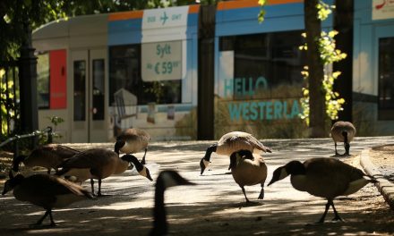 Gänsemanagement weiterhin erfolgreich