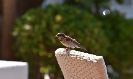 Tipps zur Winterfütterung heimischer Vögel