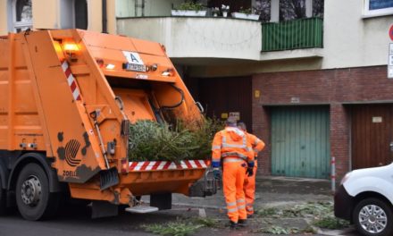 Ab 8. Januar werden die Weihnachtsbäume durch die AWISTA eingesammelt