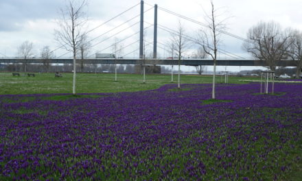 Über 7.000.000 Krokusse erblühen als “Blaues Band”