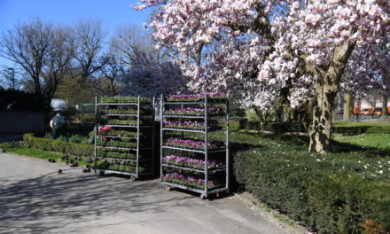 Virus? Dem Frühling ist’s schnuppe!