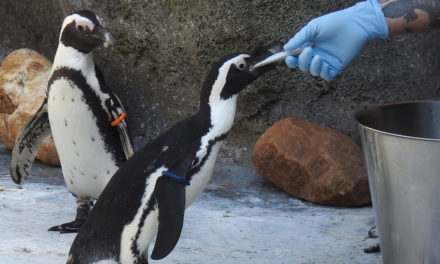 Frühstück mit den Pinguinen