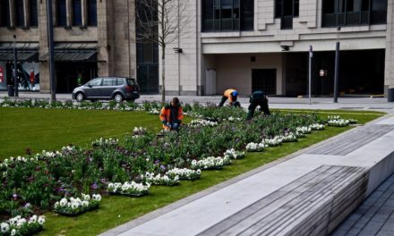 Frühlingsboten für den Corneliusplatz