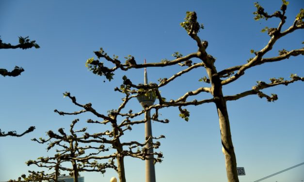 Die Sonne bringt die Platanen zum keimen