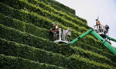 Kö-Bogen Hecke bekommt ersten Schnitt