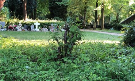 Heckenschnitt zur Brutzeit — Amselfamilie obdachlos