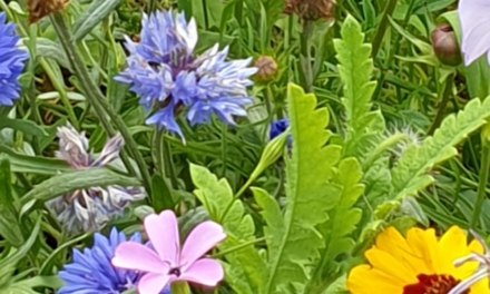 Blumen und Bienen von Bilk