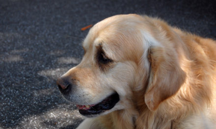 Hitzefalle: Tiere nicht im geparkten Auto lassen