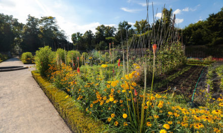 Staudenpracht im Nordpark und im Schlosspark Benrath