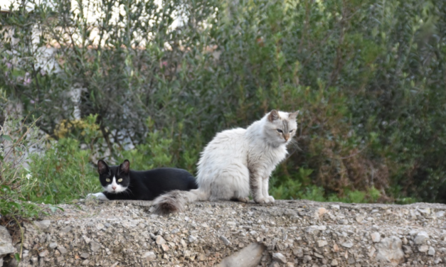 Katzenkastration für den Tierschutz