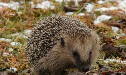 Igel angezündet — Ratinger Polizei sucht Tierquäler