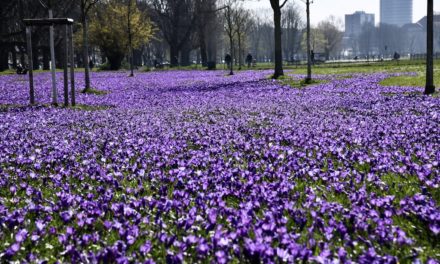 Das “Blaue Band am Rhein” wird wieder komplettiert