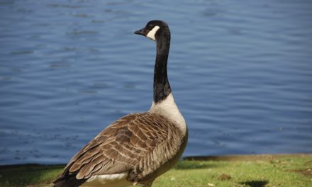 Erfolgreiches Gänsemanagement wird fortgesetzt