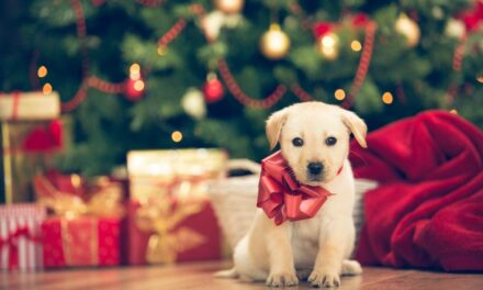 Tiere sind keine Weihnachtsgeschenke