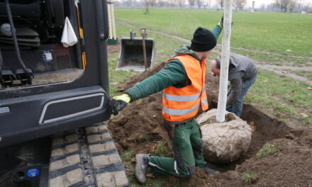 Wiederaufbau der Cecilienallee