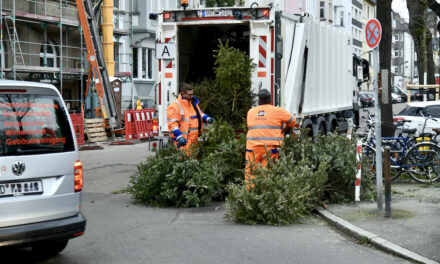 AWISTA holt seit heute die Weihnachtsbäume ab