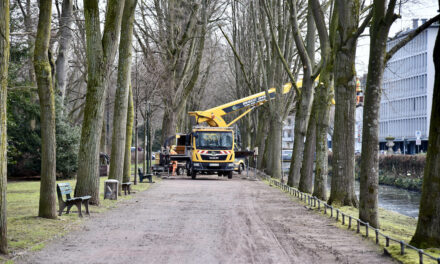 Wegesanierung und Pflanzarbeiten im östlichen Hofgarten  haben begonnen