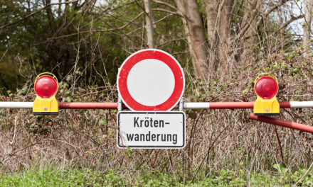 Jetzt beginnt die Krötenwanderung