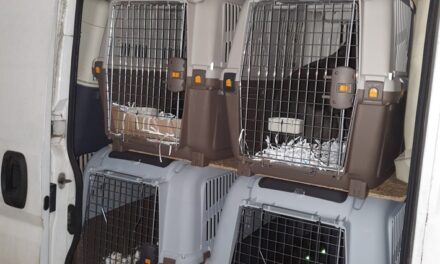 Verdacht des illegalen Tiertransports