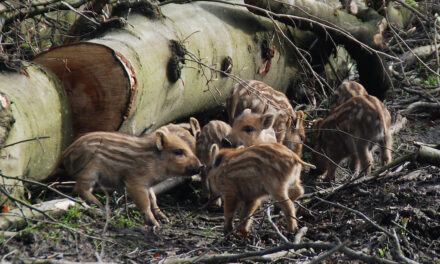 Wildpark ab Donnerstag wieder geöffnet