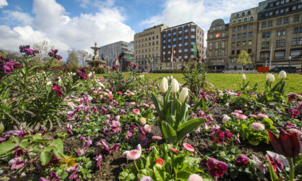 Corneliusplatz in Violett, Rosa und Weiß: Frühlingsblumen blühen in der Innenstadt