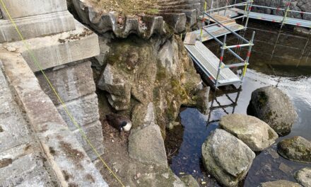 Teil der Arbeiten am Tritonenbrunnen muss wegen brütenden Gänsepaares unterbrochen werden